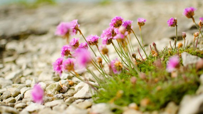 A herba de namorar a flor máxica do amor en Galicia
