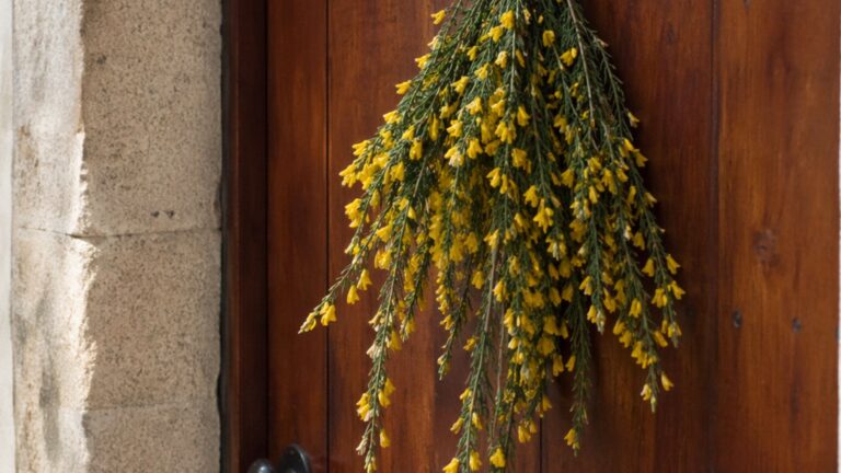 A tradición dos Maios por que poñemos xestas nas portas e nos coches a noite do 30 de abril ao 1 de maio