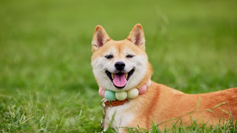 Adiviñas tradicionais galegas sobre animais