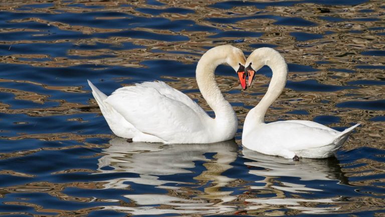 O Día da Candeloria en Galicia. Unha tradición que marca o ciclo da natureza e do amor