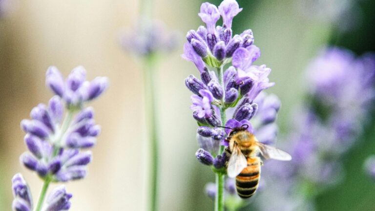 Os insectos voadores do verán en Galicia