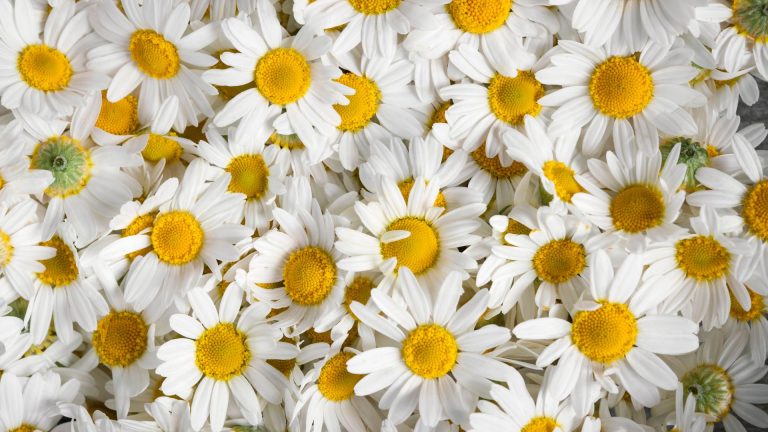 flores en galego